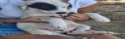 Meticcio cani in regalo: BRIE 🩷  UNA MACCHIA, MILLE COCCOLE 😍😍 a Provincia di Padova - Annuncio 7