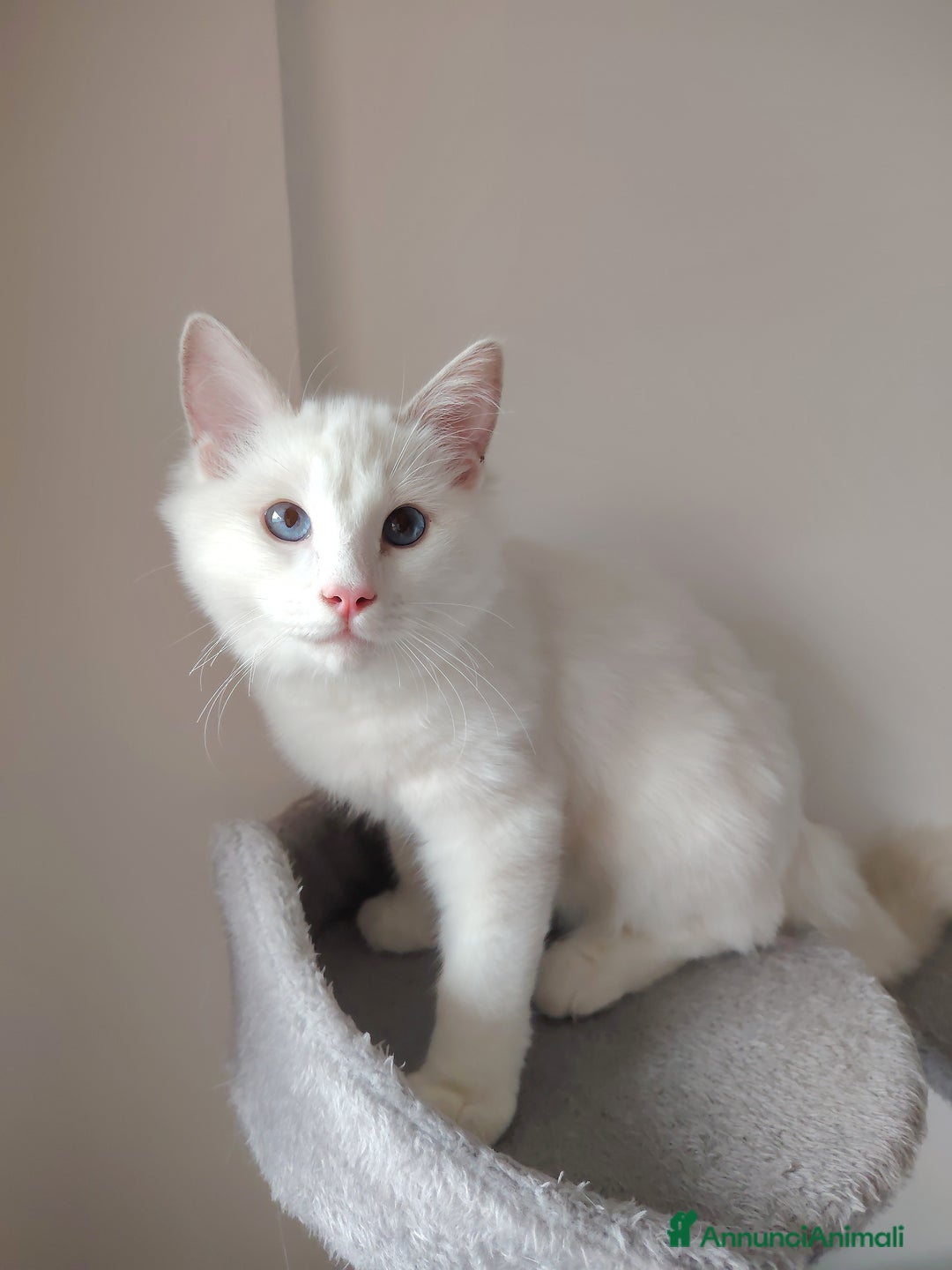 Ragdoll gatti in vendita: Gattino Ragdoll - Immagine 3