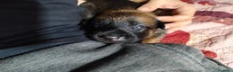 Pastore Belga cani in vendita: Cuccioli pastore belga Malinois con Pedigree ENCI - Annuncio 2