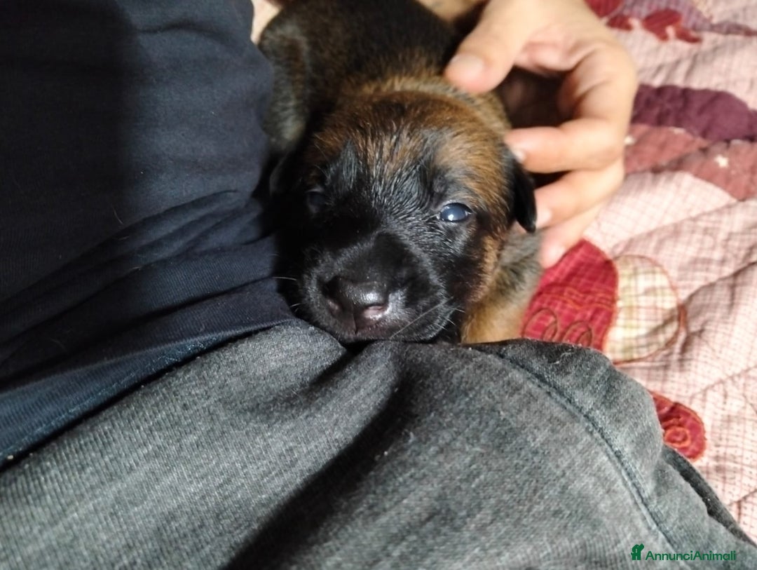 Pastore Belga cani in vendita: Cuccioli pastore belga Malinois con Pedigree ENCI - Annuncio 2