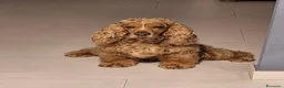 Cocker cani in regalo: Tobi cerca casa 🐶❤️ a Città metropolitana di Palermo - Annuncio 5