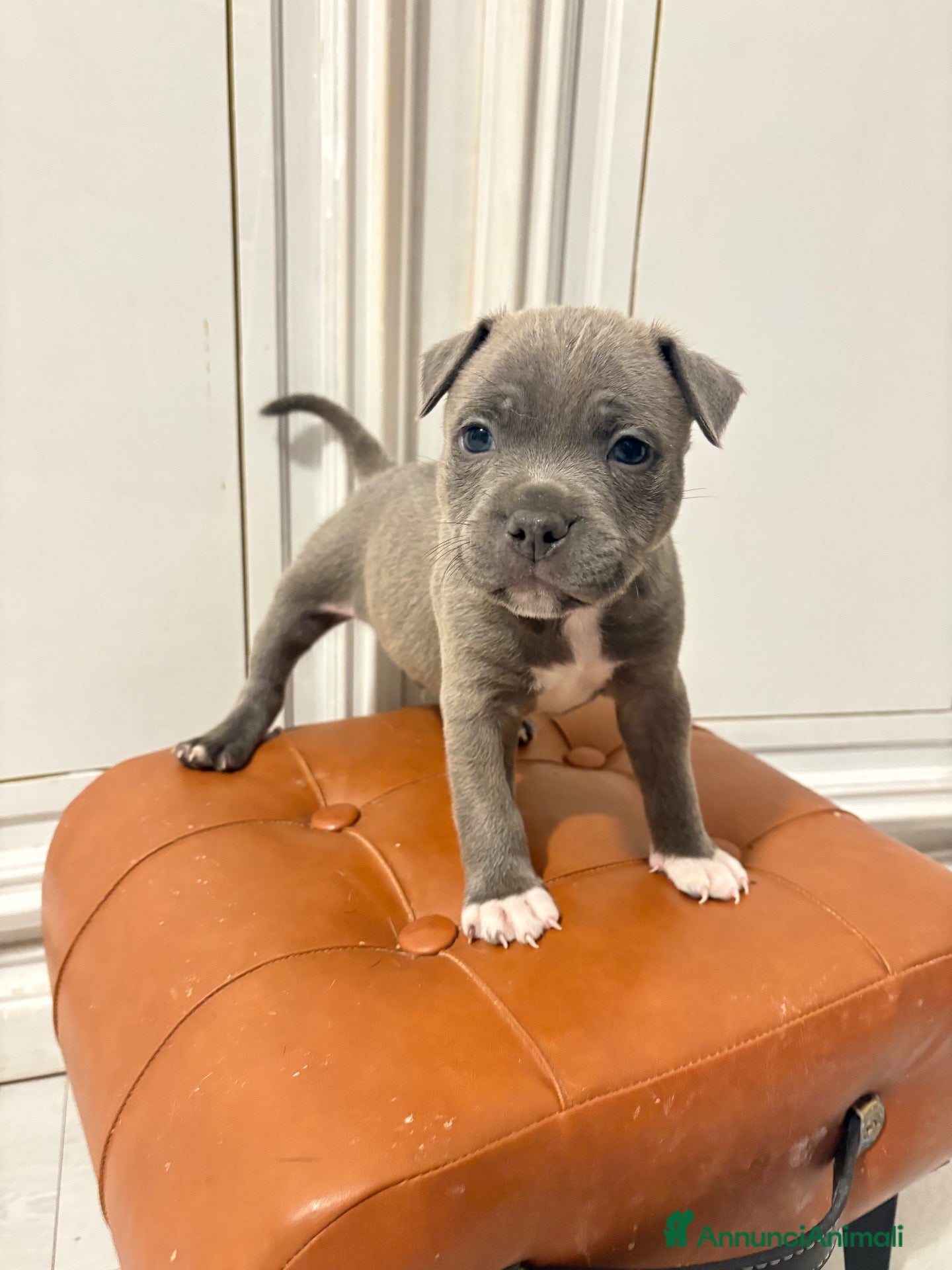 Staffordshire cani in vendita: Cuccioli di Staffordshire bull terrier - Annuncio 2