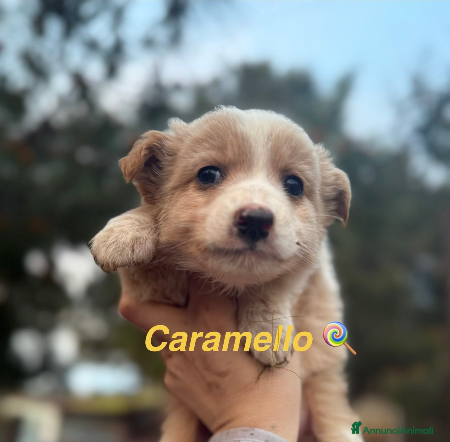 Meticcio cani Cuccioli taglia piccola  - Annuncio 5