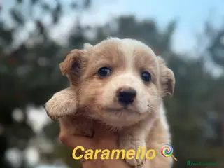 Meticcio cani Cuccioli taglia piccola - Annuncio 5