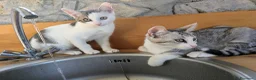 Meticcio gatti in regalo: Quattro gattini stupendi cercano casa - Annuncio 12