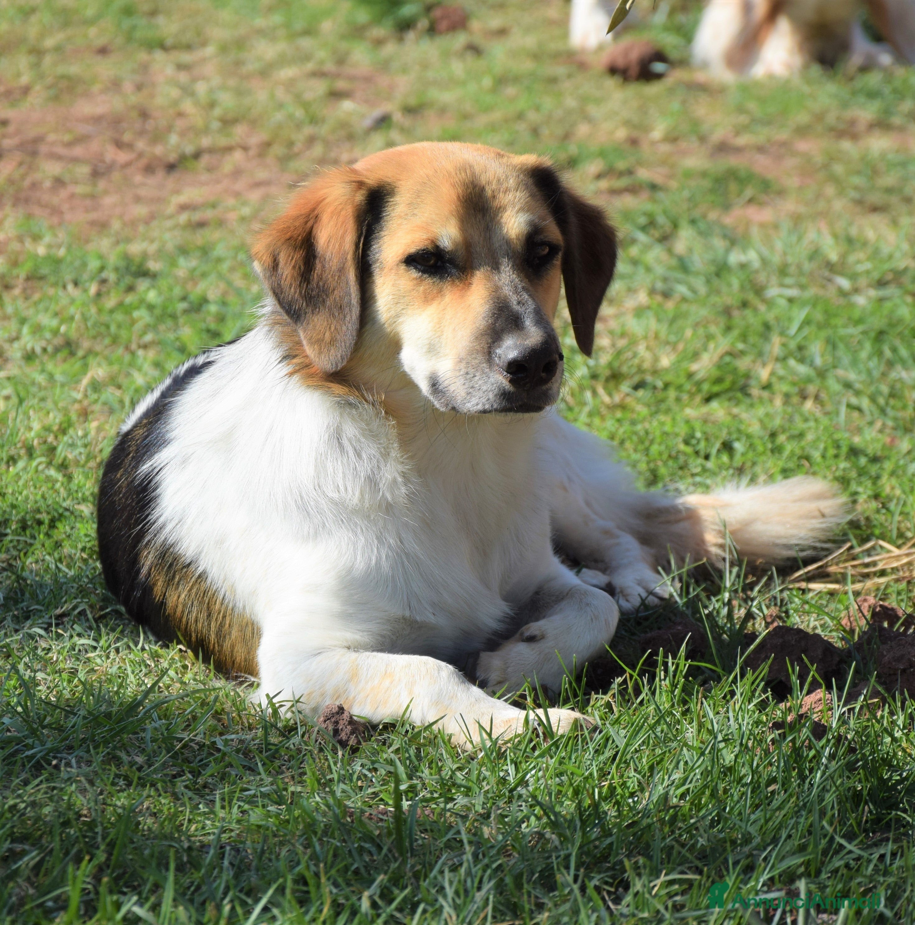 Meticcio cani RAOUL la bonta a quattro zampette a Pomezia - Annuncio 2