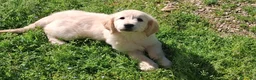Golden Retriever cani in vendita: Cuccioli di golden retriver anglo americano  - Annuncio 4