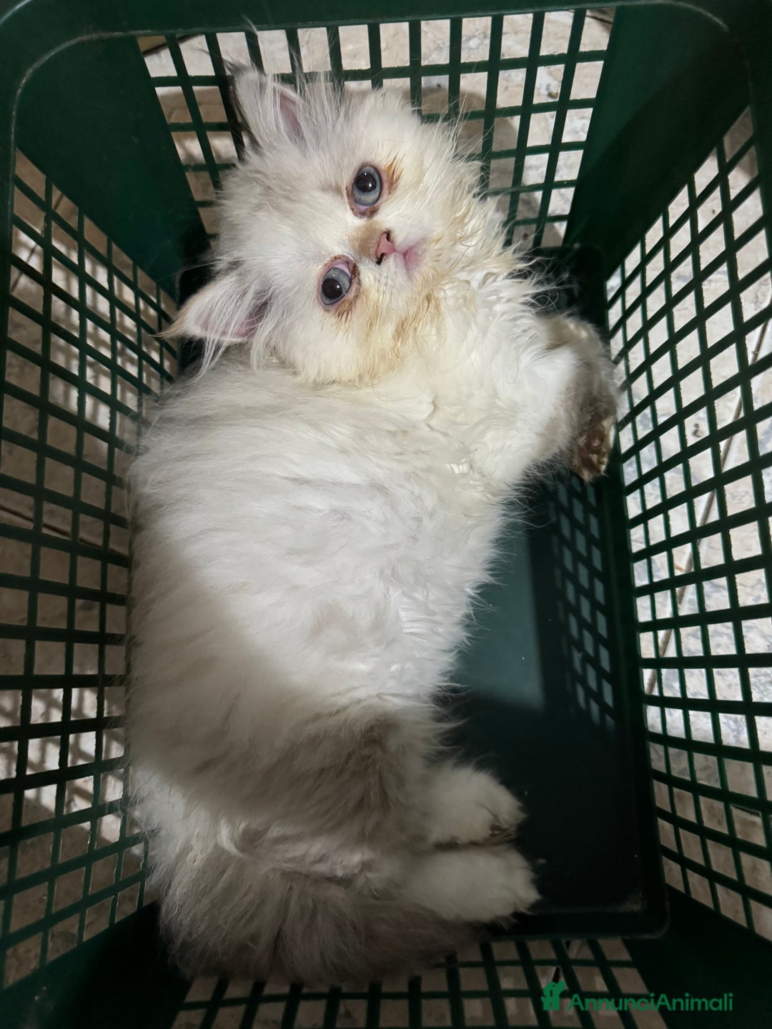 Exotic Shorthair gatti in vendita: Cuccioli exotic shorthair e persiani  - Annuncio 4