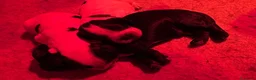 Cocker cani in vendita: Cocker cucccioli - Annuncio 15