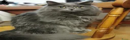 Siberiano gatti per accoppiamento: Gatto siberiano maschio per monte - accoppiamento - Annuncio 3