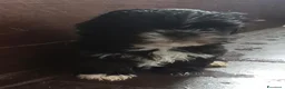 Shih Tzu cani in vendita: Splendidi cuccioli di Shih tzu - Annuncio 6