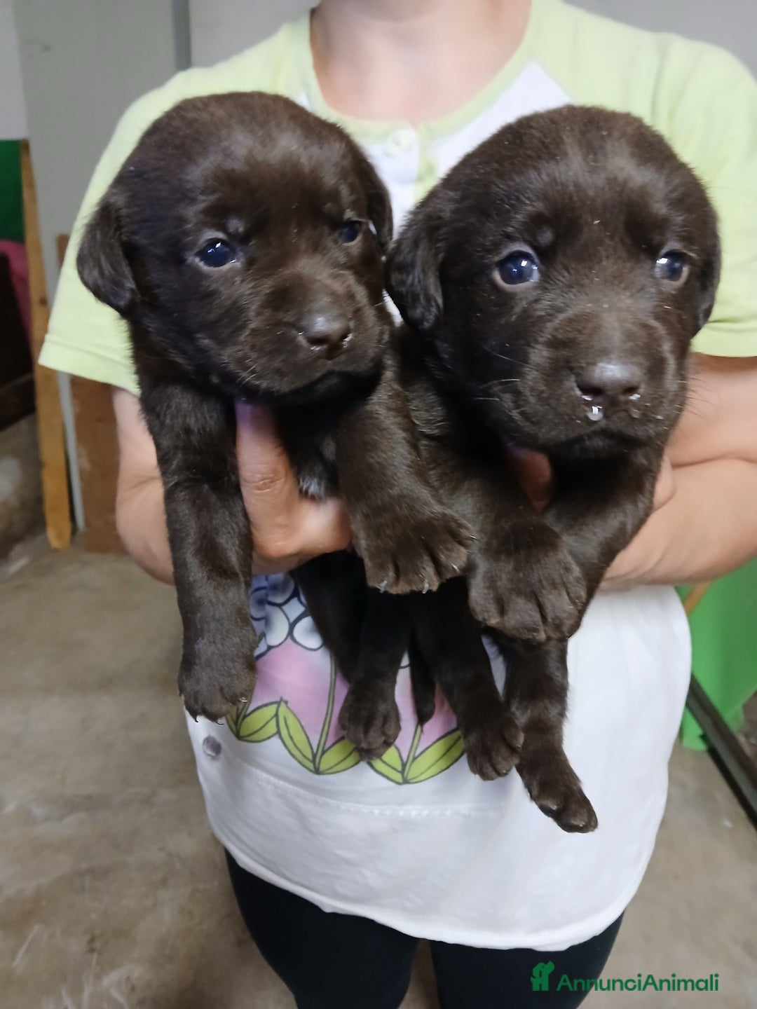 Labrador cani in vendita: Labrador chocolate  neri e miele  a Province of Verona - Immagine 1