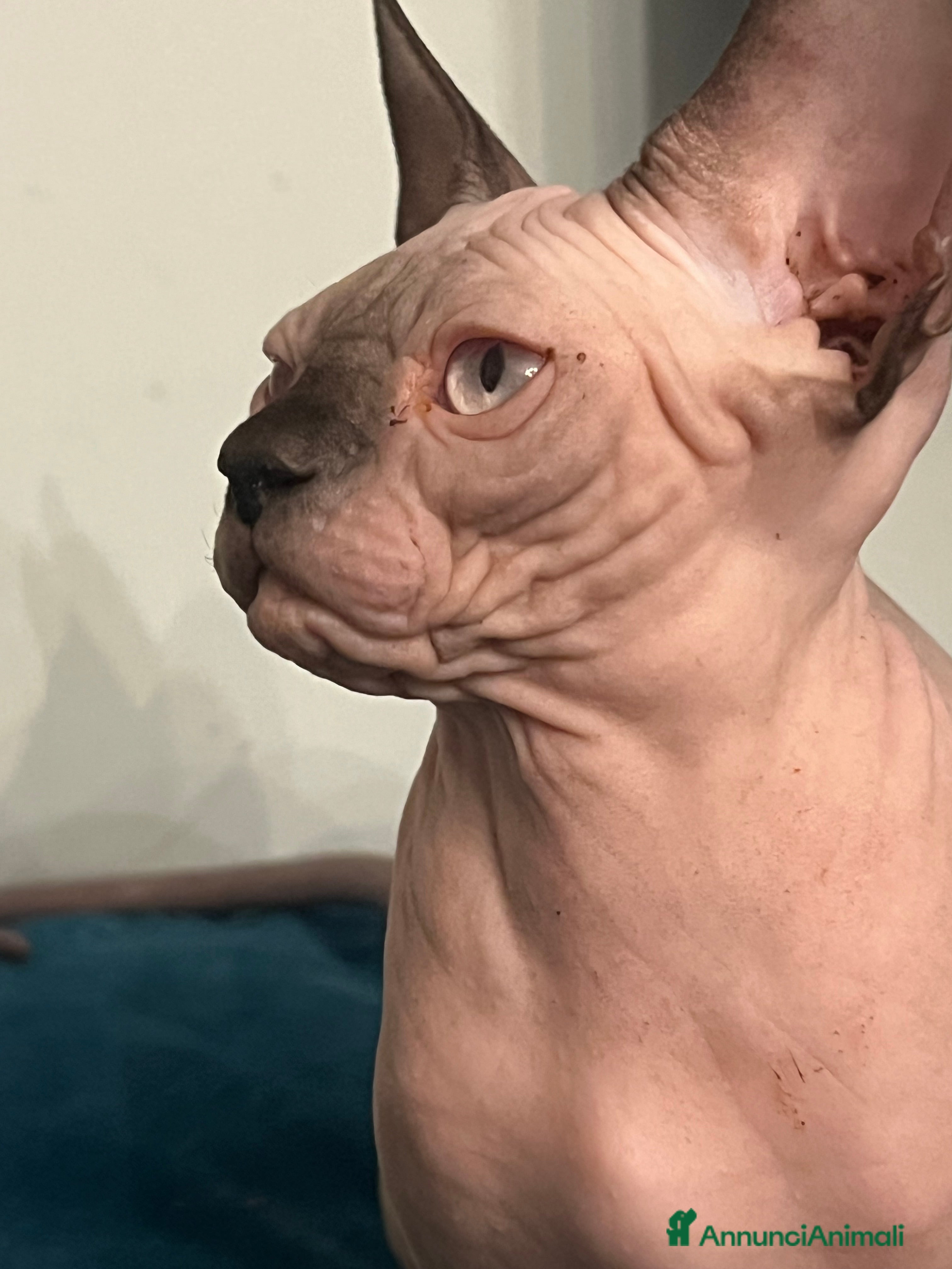 Sphynx gatti Sphynx  a Città metropolitana di Roma Capitale - Annuncio 2