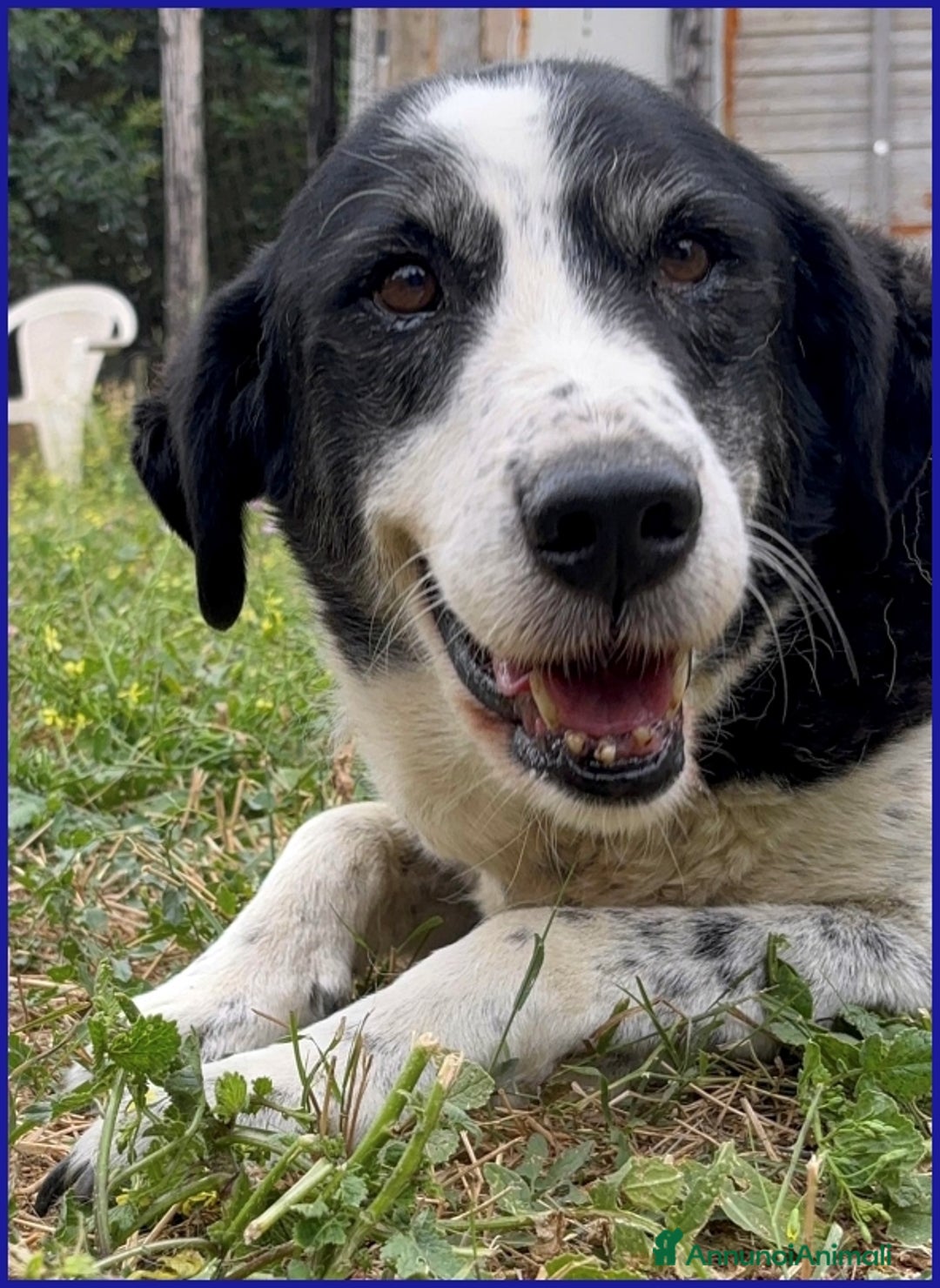 Meticcio cani in regalo: CHIANINA, 12 ANNI IN GABBIA, ORA SOGNA  UNA FAMIGL a Città metropolitana di Milano - Annuncio 5