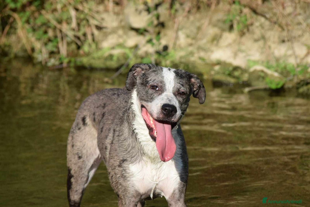 Meticcio cani in regalo: TALA, meravigliosa cagnolona tanto dolce! a Città Metropolitana di Firenze - Immagine 6