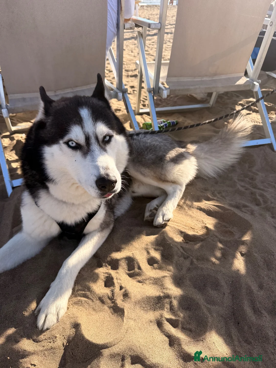 Husky cani per accoppiamento: Cerco compagna da accoppiamento  a Città Metropolitana di Napoli - Annuncio 3