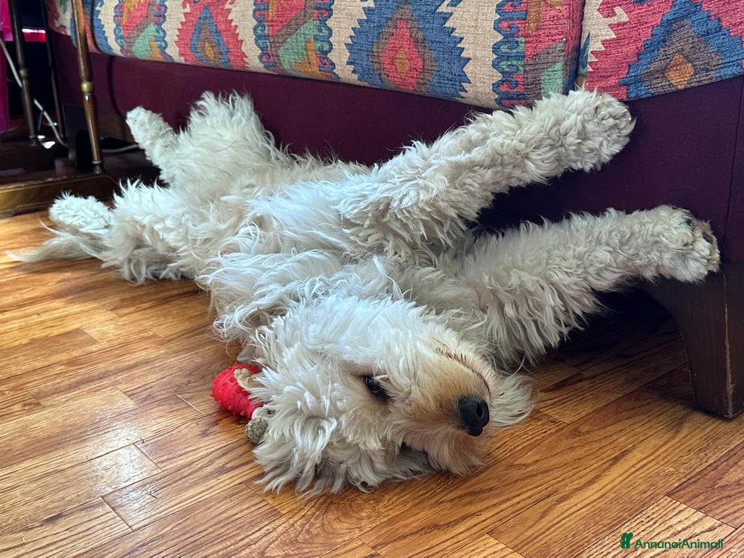 Barboncino cani in regalo: Splendido Barboncino - FLUFFY - Annuncio 6