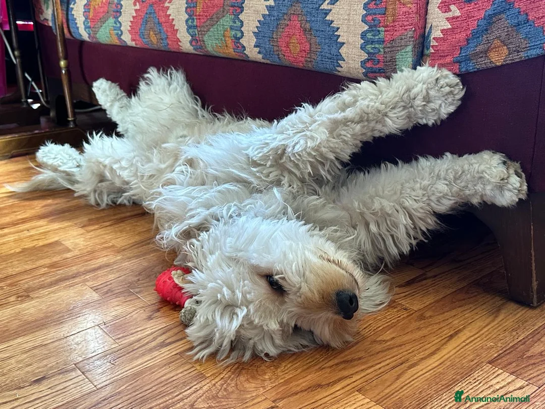 Barboncino cani in regalo: Splendido Barboncino - FLUFFY - Annuncio 6