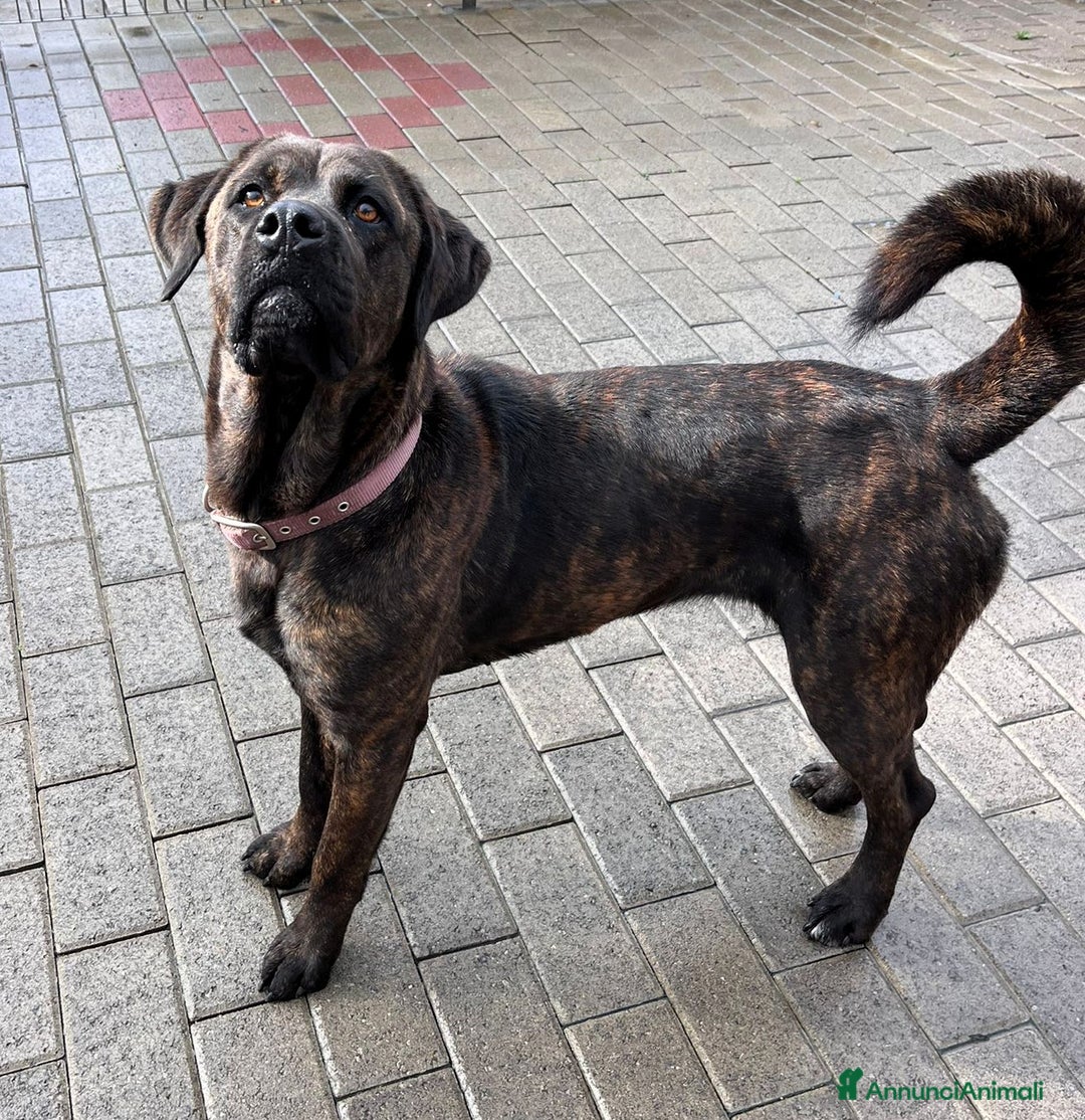 Affenpinscher cani in regalo: TIGRILLA CANE CORSO - Annuncio 3