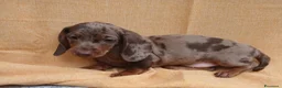 Bassotto cani in vendita: Bassotto Arlecchino Cioccolato  - Annuncio 6