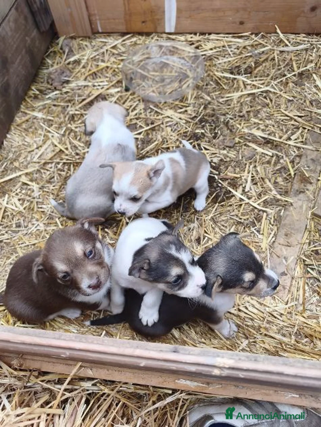 Meticcio cani in regalo: 5 belle sorelline futura tg media a Città metropolitana di Milano - Annuncio 4