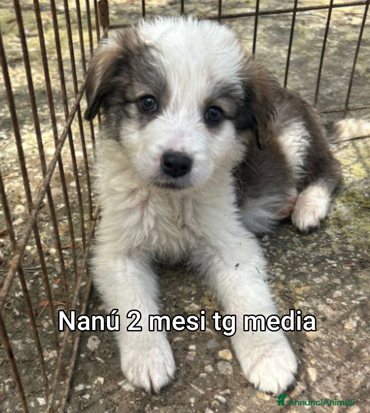 Meticcio cani CUCCIOLI IN CERCA D'AMORE  - Annuncio 3