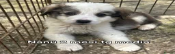 Meticcio cani in regalo: CUCCIOLI IN CERCA D'AMORE  a Provincia di Prato - Annuncio 1