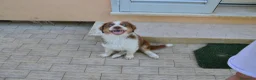 Australian Shepherd cani in vendita: Cuccioli di Pastore Australiano - Annuncio 3
