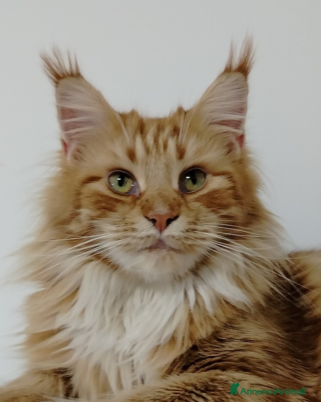 Maine Coon gatti in regalo: Maine coon femmina  - Annuncio 7