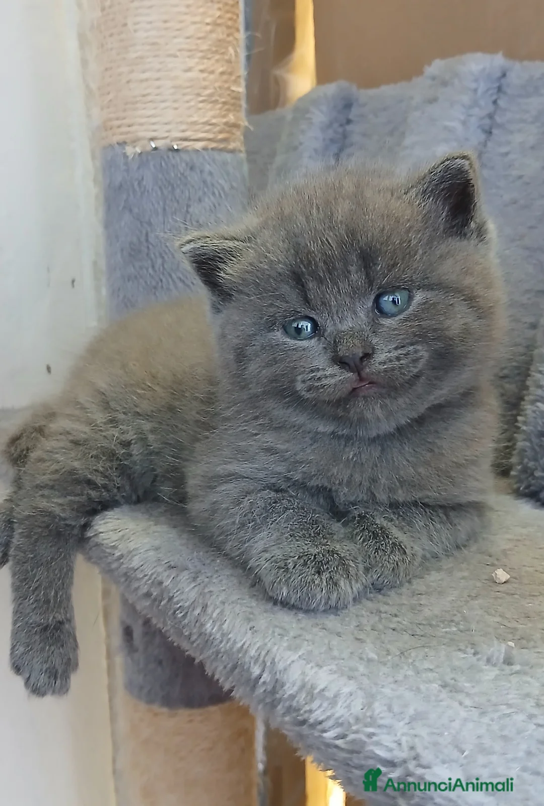 Scottish gatti in vendita: Gattini scottish straigt e fold - Annuncio 2