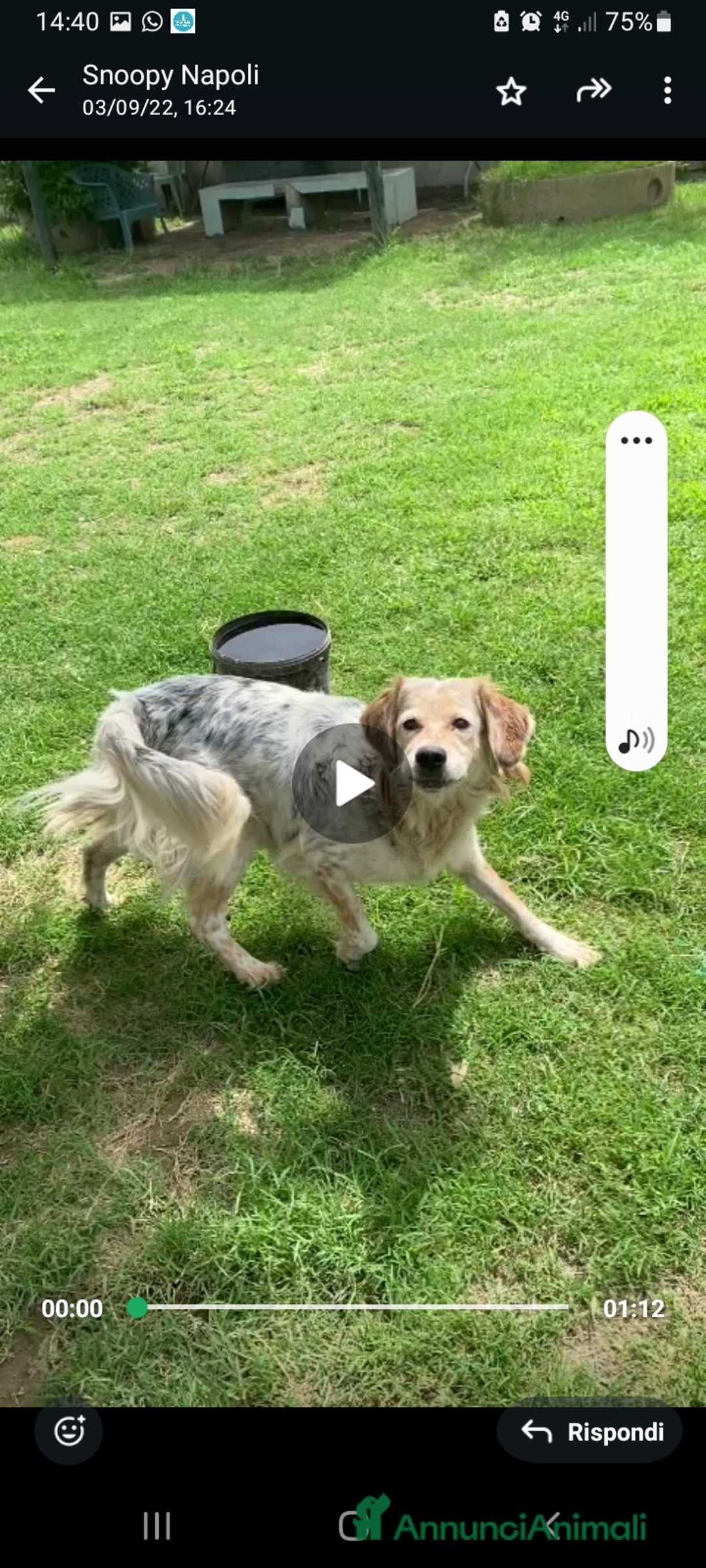 Meticcio cani in regalo: Salvo tolto dal suo aguzzino 5anni fa..SOS NAPOLI a Città metropolitana di Milano - Annuncio 4