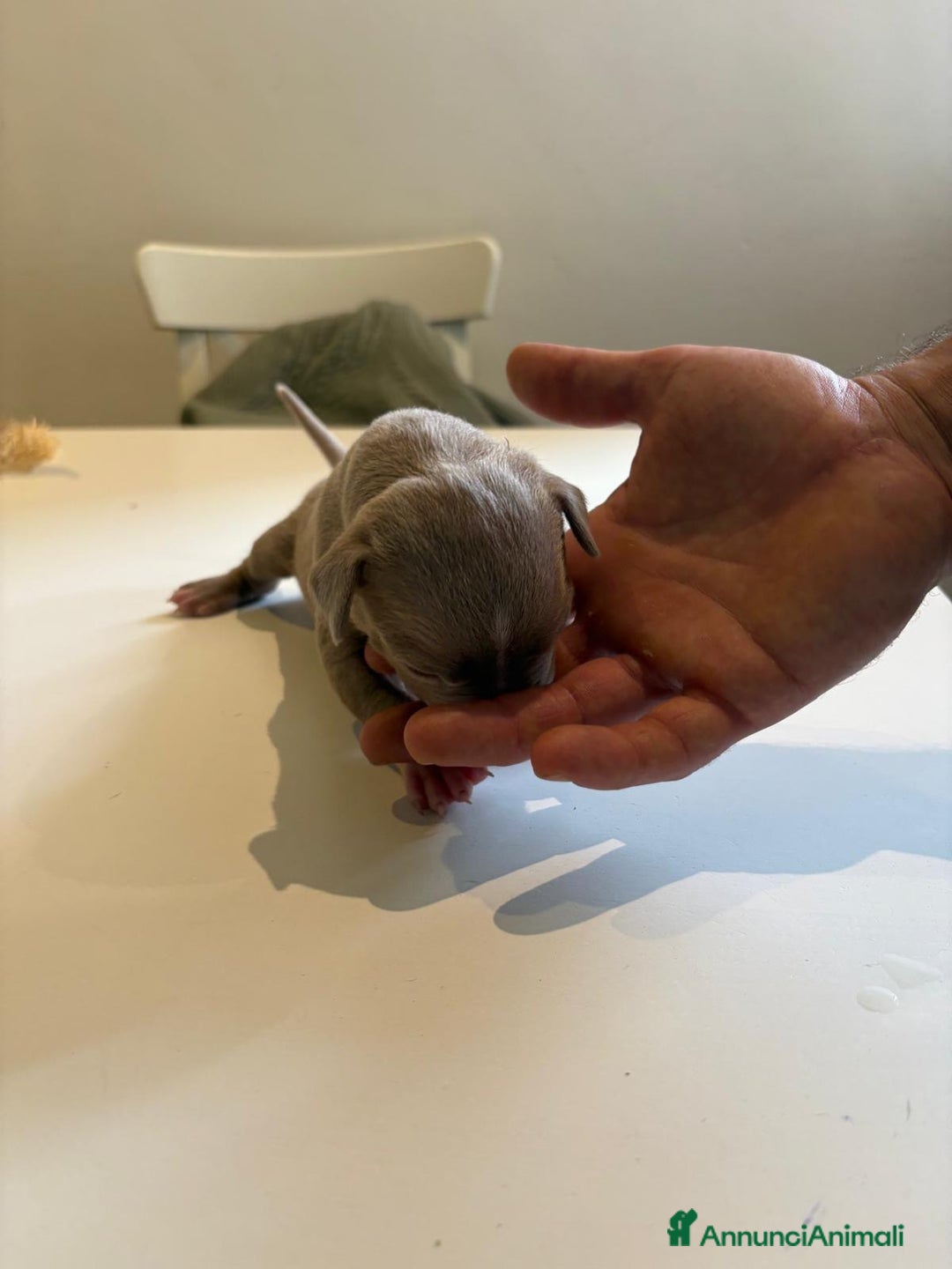 American Bully cani in vendita: American bully xl - Annuncio 13