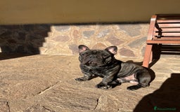 Bulldog Francese cani per accoppiamento: Ugo cerca fidanzata a Città metropolitana di Roma Capitale - Immagine 1