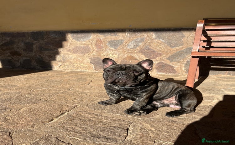 Bulldog Francese cani a Città metropolitana di Roma Capitale - Annuncio 2