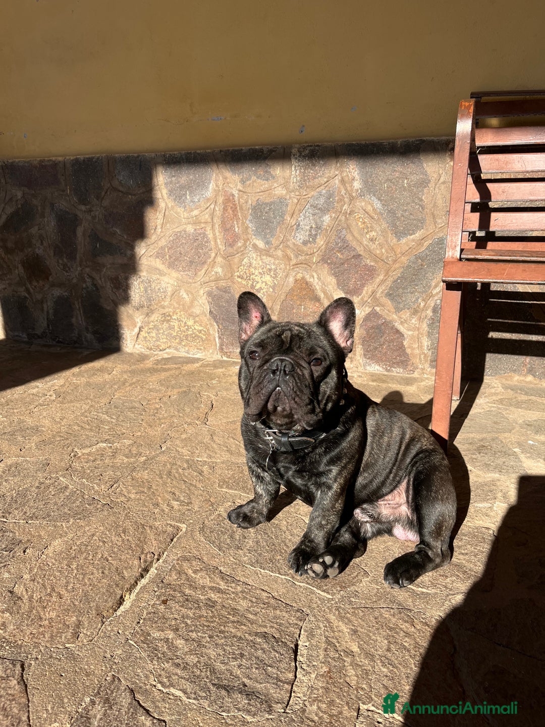 Bulldog Francese cani per accoppiamento: Ugo cerca fidanzata a Città metropolitana di Roma Capitale - Immagine 1