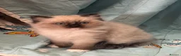 Ragdoll gatti in vendita: Cuccioli di razza Ragdoll a Città Metropolitana di Bologna - Annuncio 5