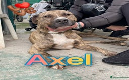 Pitbull cani in regalo: AXEL MIX PITBULL STA SOFFRENDO IN BOX…  - Immagine 1