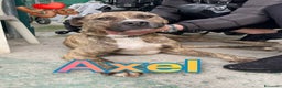 Pitbull cani in regalo: AXEL MIX PITBULL STA SOFFRENDO IN BOX…  - Annuncio 1