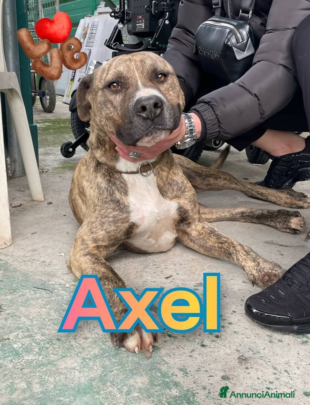 Pitbull cani in regalo: AXEL MIX PITBULL STA SOFFRENDO IN BOX…  - Immagine 1