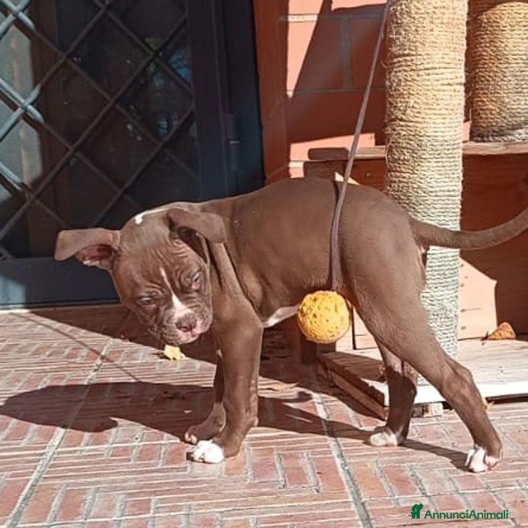 Bulldog cani in vendita: Cuccioli American Bulldog  - Annuncio 9