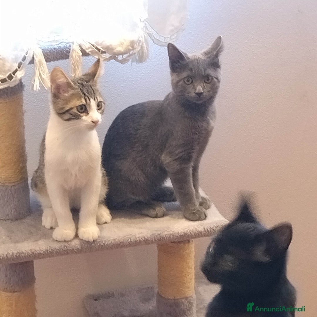 Europeo gatti in regalo: GATTINI  - Annuncio 2