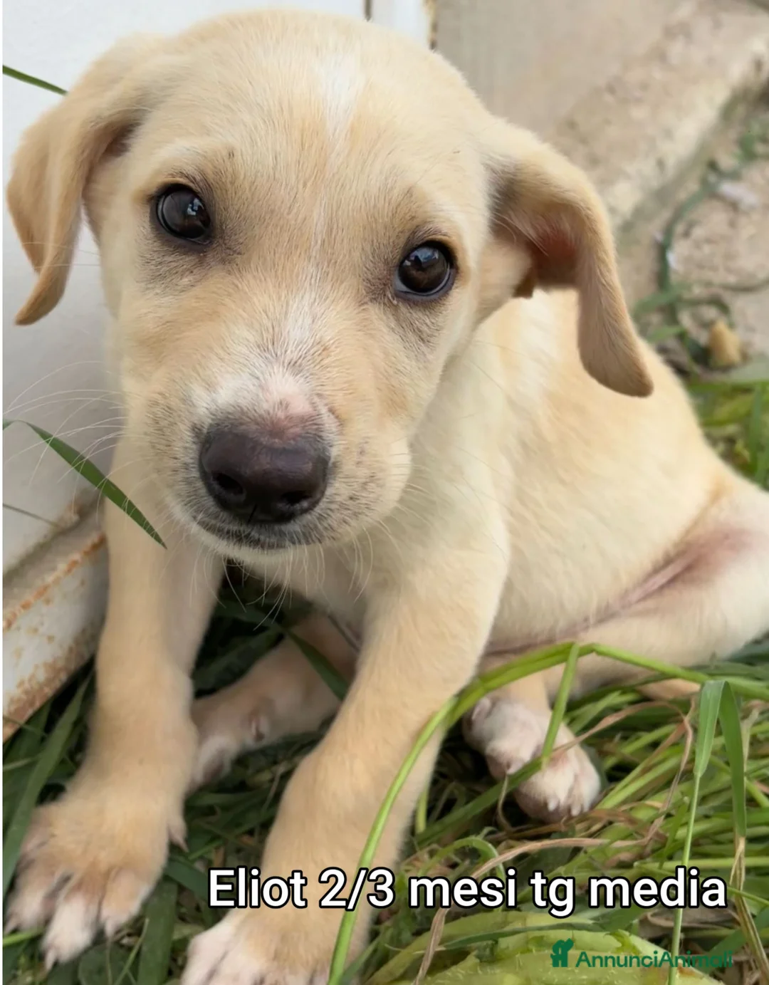Meticcio cani in regalo: CUCCIOLI TENERISSIMI SENZA CASA a Provincia di Modena - Annuncio 10