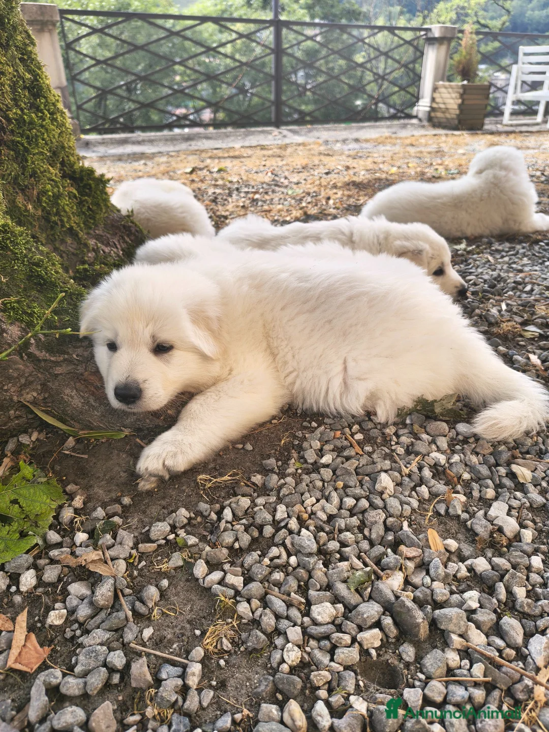 Pastore Svizzero cani in vendita: Adorabili cuccioli di pastore svizzero a Provincia di Bergamo - Annuncio 2