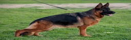 Pastore Tedesco cani in vendita: Allevamento di Terra Scura a Provincia di Salerno - Annuncio 36