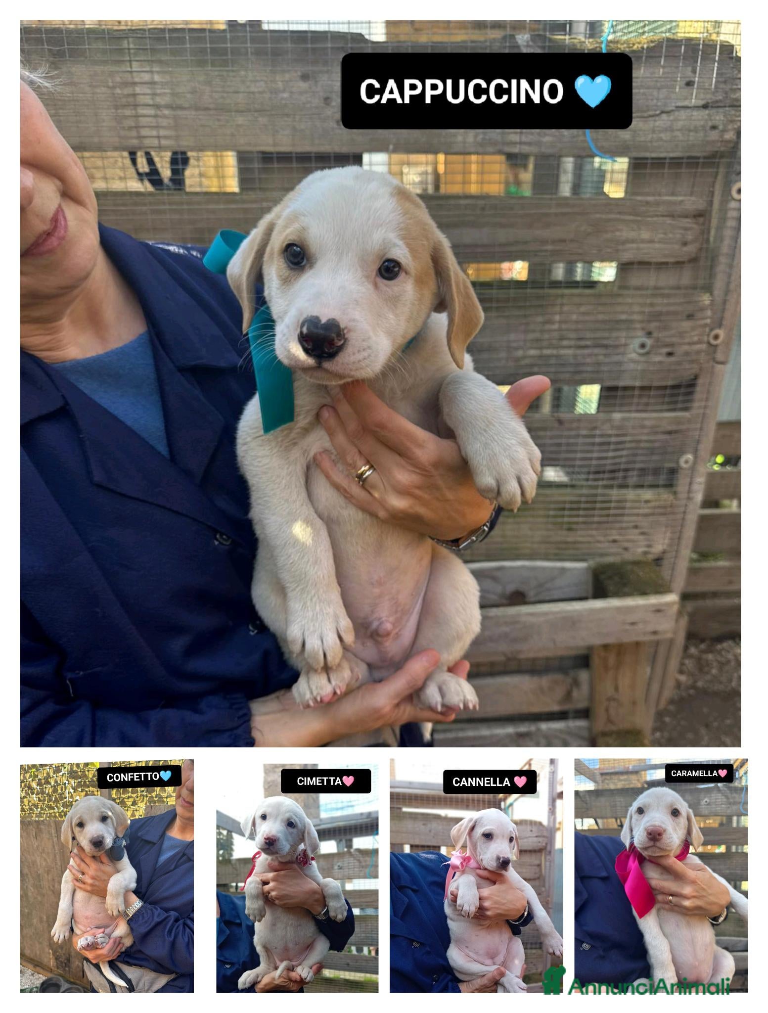 Altre razze cani CANNELLA, CONFETTO, CIMETTA, CAPPUCCINO ECARAMELLA - Annuncio 22