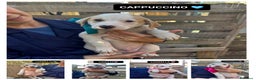 Altre razze cani in regalo: CANNELLA, CONFETTO, CIMETTA, CAPPUCCINO ECARAMELLA - Annuncio 1