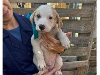 Altre razze cani CANNELLA, CONFETTO, CIMETTA, CAPPUCCINO ECARAMELLA - Annuncio 22