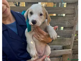 Altre razze cani CANNELLA, CONFETTO, CIMETTA, CAPPUCCINO ECARAMELLA - Annuncio 40