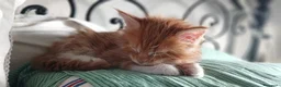 Maine Coon gatti in vendita: Maine Coon xxl - Annuncio 3