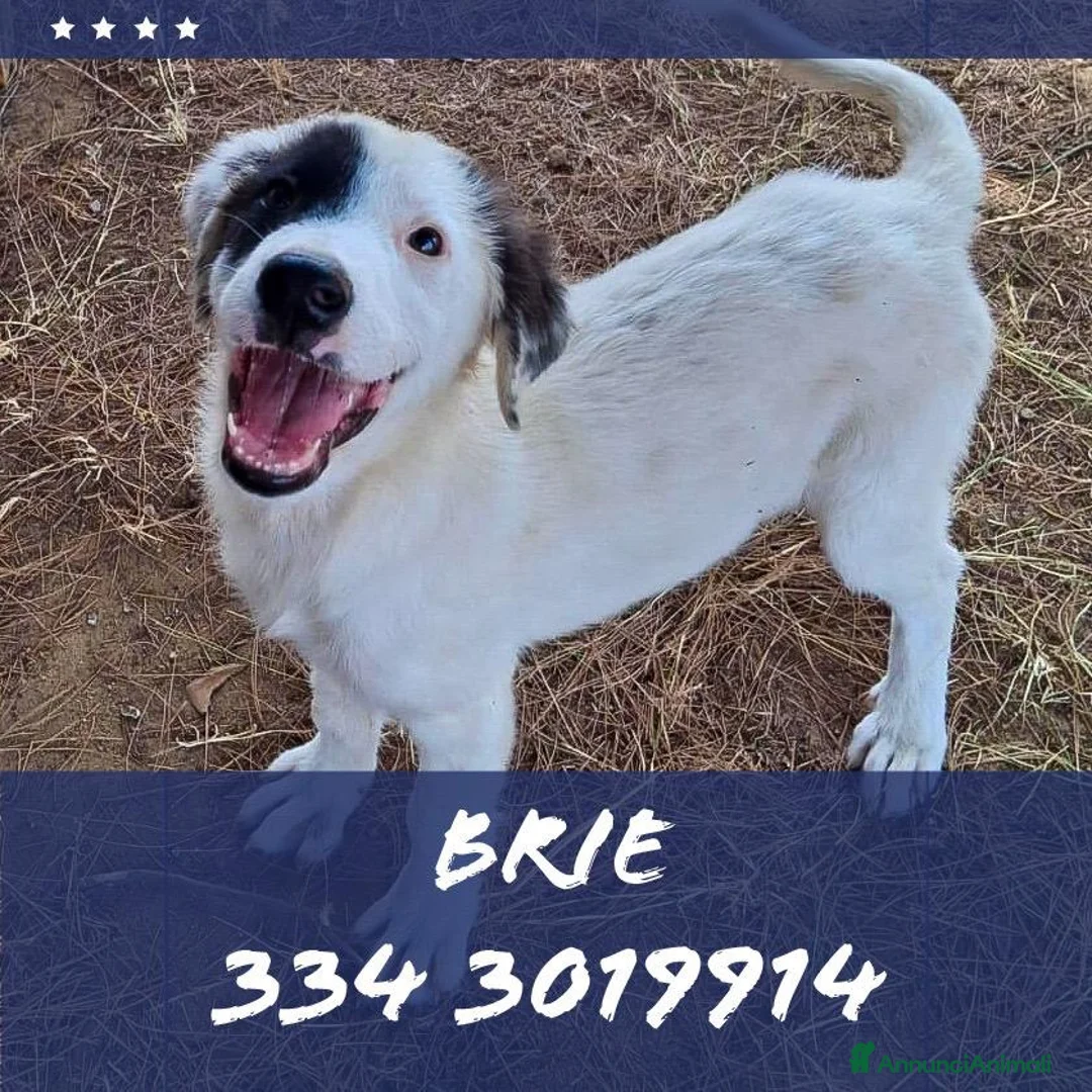 Meticcio cani in regalo: BRIE 🩷 CERCASI BRACCIA PER TANTE COCCOLE a Provincia di Prato - Annuncio 1